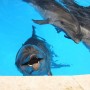 Captive dolphin (BFF)